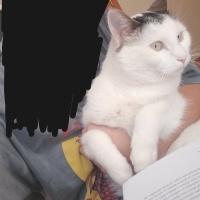 Tekir Kedi, Kedi  Casgi fotoğrafı