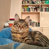 Tekir Kedi, Kedi  Eva fotoğrafı