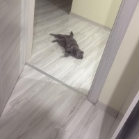 Scottish Fold, Kedi  Fıstık fotoğrafı