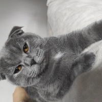 Scottish Fold, Kedi  Fıstık fotoğrafı
