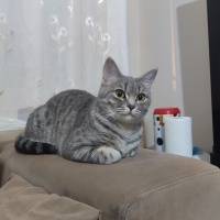 British Shorthair, Kedi  Yumoş fotoğrafı