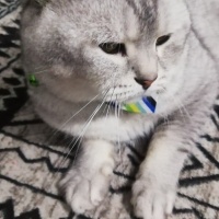 British Shorthair, Kedi  Duman fotoğrafı