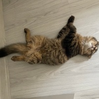 k1326648 kullanıcısının #233259 peti