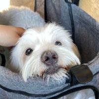 Maltese, Köpek  Pera fotoğrafı