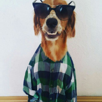 Golden Retriever, Köpek  lusi fotoğrafı
