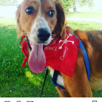 Golden Retriever, Köpek  lusi fotoğrafı