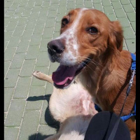 Golden Retriever, Köpek  lusi fotoğrafı
