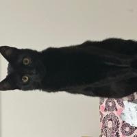 Bombay, Kedi  Turşu fotoğrafı