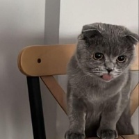 Scottish Fold, Kedi  Civata fotoğrafı