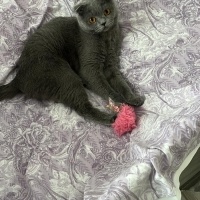 Scottish Fold, Kedi  Civata fotoğrafı