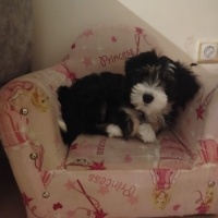 Maltese, Köpek  Paşa fotoğrafı