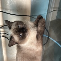 British Longhair, Kedi  Mis ve Süslü fotoğrafı
