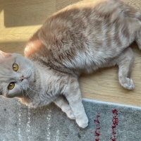 British Shorthair, Kedi  Çörtük fotoğrafı