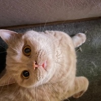 British Shorthair, Kedi  Çörtük fotoğrafı