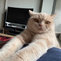 British Shorthair, Kedi  Çörtük fotoğrafı