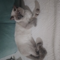 British Shorthair, Kedi  Çirkin fotoğrafı