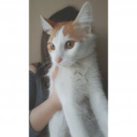 Tekir Kedi, Kedi  Vanilya fotoğrafı