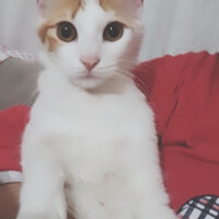 Tekir Kedi, Kedi  Vanilya fotoğrafı