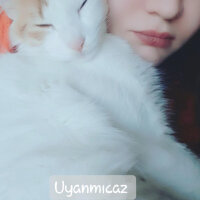 Tekir Kedi, Kedi  Vanilya fotoğrafı