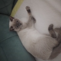 British Shorthair, Kedi  Çirkin fotoğrafı