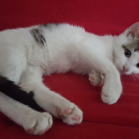 Tekir Kedi, Kedi  Pati fotoğrafı
