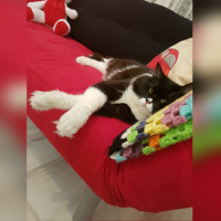 Tekir Kedi, Kedi  Pati fotoğrafı