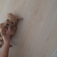 Poodle(Standart Kaniş), Köpek  Leo fotoğrafı