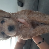 Poodle(Standart Kaniş), Köpek  Leo fotoğrafı