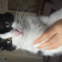 Tuxedo (Smokin) Kedi, Kedi  Miya fotoğrafı