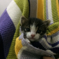 Tekir Kedi, Kedi  - fotoğrafı