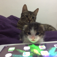 Tekir Kedi, Kedi  - fotoğrafı