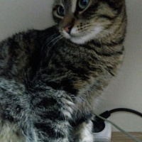 Tekir Kedi, Kedi  Mia fotoğrafı