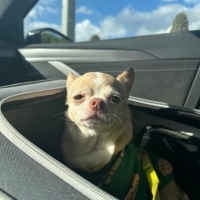 Chihuahua, Köpek  Bilbo fotoğrafı