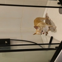 Chihuahua, Köpek  Bilbo fotoğrafı