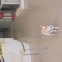 Chihuahua, Köpek  Bilbo fotoğrafı