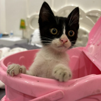 Tuxedo (Smokin) Kedi, Kedi  Haydut fotoğrafı