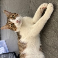 Tekir Kedi, Kedi  Prenses fotoğrafı