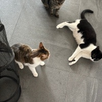 Tekir Kedi, Kedi  Prenses fotoğrafı