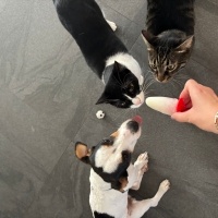Jack Russell Terrier, Köpek  Layka fotoğrafı