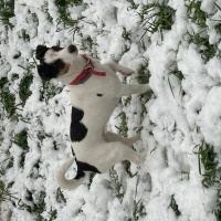 Jack Russell Terrier, Köpek  Layka fotoğrafı