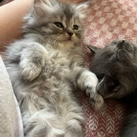 British Shorthair, Kedi  MARLA fotoğrafı