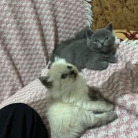 British Shorthair, Kedi  MARLA fotoğrafı