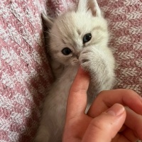 British Shorthair, Kedi  MARLA fotoğrafı