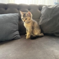British Shorthair, Kedi  Selver fotoğrafı