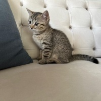 British Shorthair, Kedi  Selver fotoğrafı