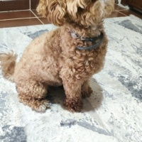 Poodle (Minyatür Kaniş), Köpek  Chop Chop fotoğrafı