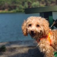 Poodle (Minyatür Kaniş), Köpek  Chop Chop fotoğrafı
