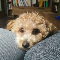 Poodle (Minyatür Kaniş), Köpek  Chop Chop fotoğrafı