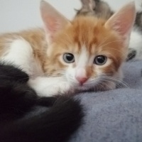 Sarman, Kedi  Mavi fotoğrafı
