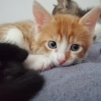 Sarman, Kedi  Mavi fotoğrafı